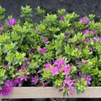 Azalka japonská (Azalea japonica) ´GEISHA PURPLE´ - výška 10-30 cm, kont.C2L